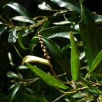 Pothos remotiflorus Hook.